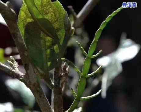 台地茶普洱茶价格多少钱-台地茶普洱茶价格多少钱一斤