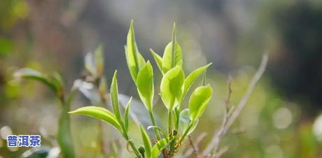 熟普洱茶放久了有酸味吗还能喝吗，熟普洱茶放置时间长了有酸味，还能继续饮用吗？