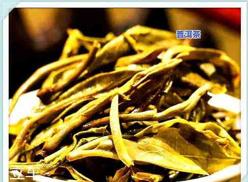 老班章古树茶的功效与作用，探秘老班章古树茶：揭示其神奇功效与作用