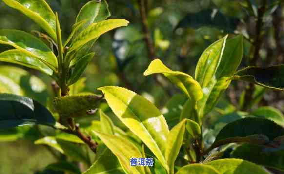 老班章雨林古树茶，探寻云南老班章雨林古树茶的神秘魅力