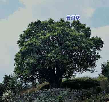 长沙古树普洱茶零售商家-长沙古树普洱茶零售商家电话