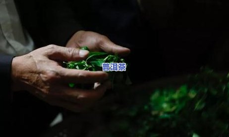 老班章茶王之家：寻找62号茶园的顶级价格