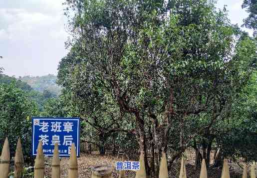 老班章属于景迈山吗-老班章和景迈山哪个好