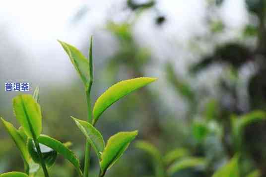 普洱茶春茶哪年的好喝些-普洱茶春茶哪年的好喝些呢