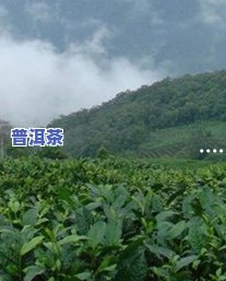 老班章茶砖普洱茶价格及介绍：熟悉其价格表与特点