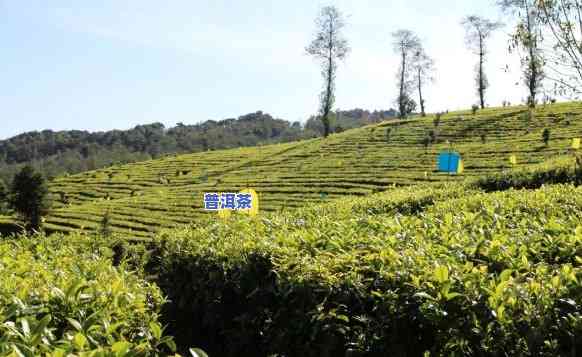 全国更大普洱茶场地址：探索茶叶之都的宝藏之地