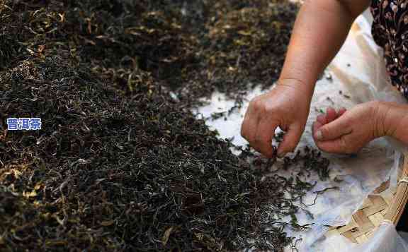 普洱茶的做工工艺，探究普洱茶的精细制作工艺：从采摘到发酵的过程解析