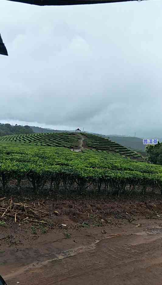 普洱茶新叶图片高清大全图，「高清无水印」普洱茶新叶图片大全，一网打尽！