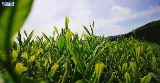 普洱茶：新茶与陈茶的口感差异及选择建议