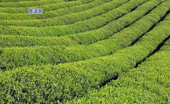 台地茶可以收藏吗，台地茶的收藏价值探讨