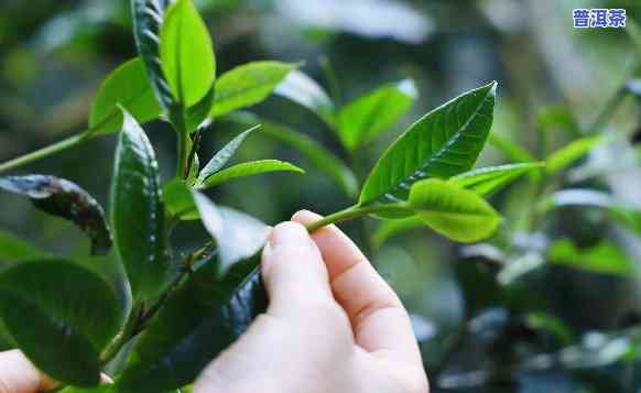 台地茶可以收藏吗，台地茶的收藏价值探讨