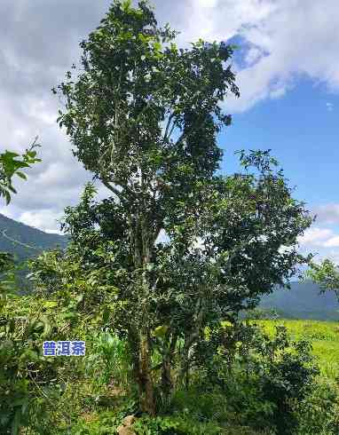 深圳古树普洱茶哪家好喝-深圳古树普洱茶哪家好喝一点