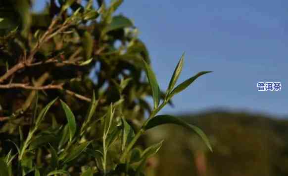 拉祜山普洱茶，探秘拉祜山：品味特别口感的普洱茶