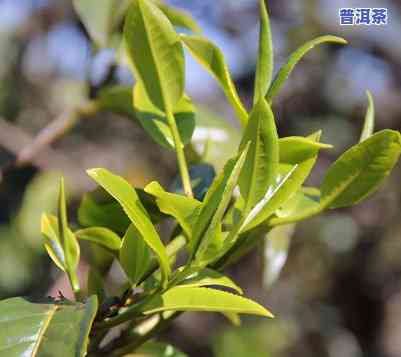 拉祜山普洱茶，探秘拉祜山：品味特别口感的普洱茶