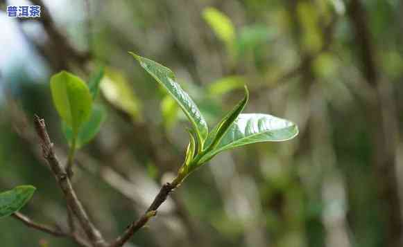 普洱属于黑茶系列吗，揭秘茶叶家族：普洱茶是不是属于黑茶系列？