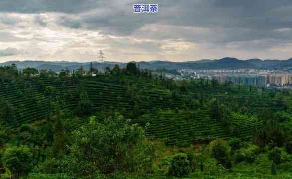 贵州普洱茶乡，探寻茶文化的瑰宝：贵州普洱茶乡之旅