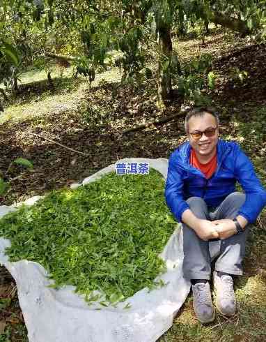 老班章茶农，揭秘老班章茶农：探访普洱茶核心产区的制茶人