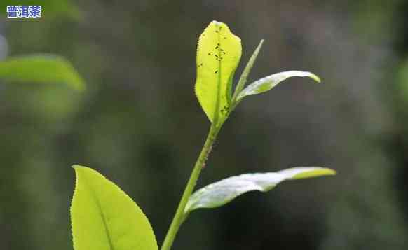 普洱茶春茶哪一年的销量更好？价格是多少？