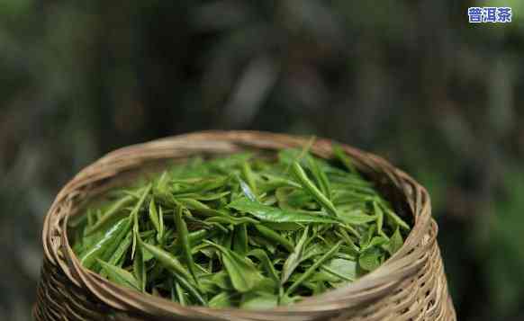 普洱茶和毛尖茶哪个好，口感对决：普洱茶与毛尖茶，谁更胜一筹？