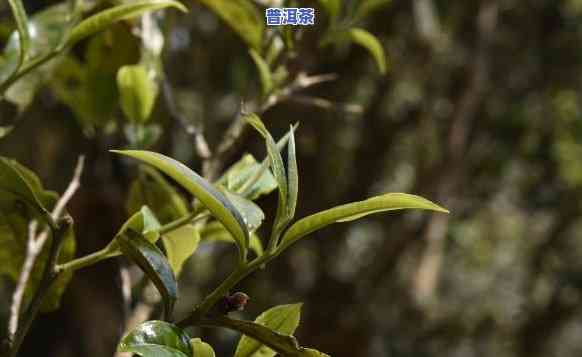 老班章古树茶：种类、特点与功效全揭秘