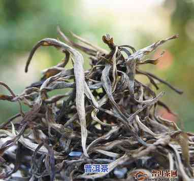 老班章古树茶上火不-老班章古树茶怎么喝