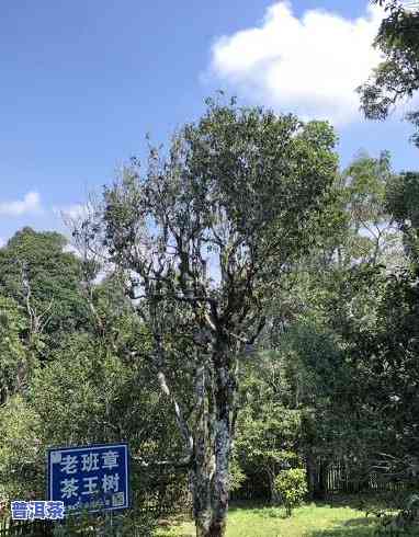 老班章茶王树62号-老班章62号茶王树树龄