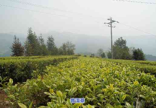 普洱茶对环境的请求高吗，探究普洱茶的种植环境：对环境请求有多高？——上的讨论