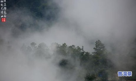 无量山普洱茶饼存放多久-无量山老树普洱茶饼