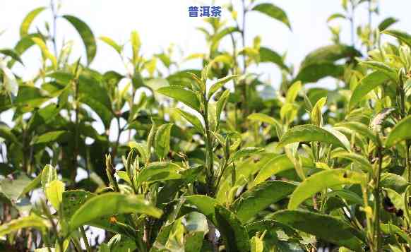 普洱几月份出新茶，探秘普洱茶新茶上市时间，几月份是更佳采摘期？