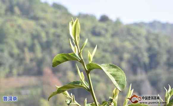 普洱几月份出新茶，探秘普洱茶新茶上市时间，几月份是更佳采摘期？