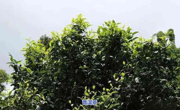 普洱几月份出新茶，探秘普洱茶新茶上市时间，几月份是更佳采摘期？