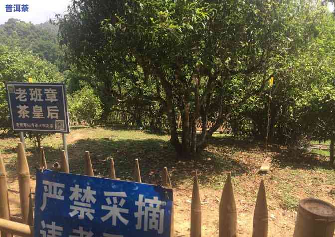 老班章茶王价格：最新行情与购买建议