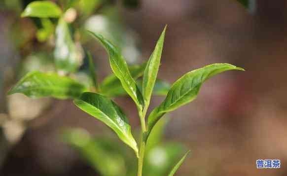 普洱茶不需要空气氧化吗，普洱茶是不是需要实施空气氧化？——上的观点探讨