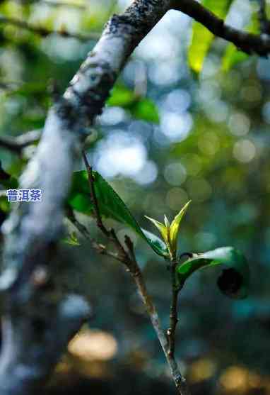 雨林古树老班章，探秘古老雨林：老班章古树的魅力与故事