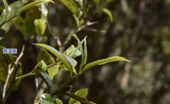 探究老班章茶的好处：口感特点、优点与缺点全面解析