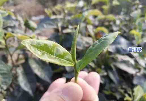 普洱知春茶哪里有卖-普洱知春茶又叫什么茶