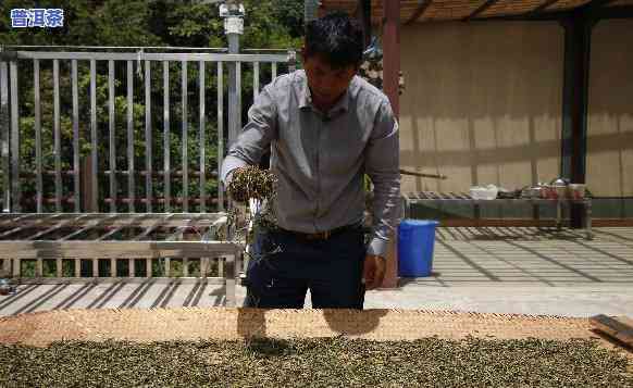 老班章古树茶厂，探访老班章古树茶厂，领略千年茶文化的魅力