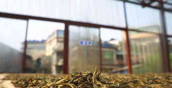 老班章古树茶厂，探访老班章古树茶厂，领略千年茶文化的魅力