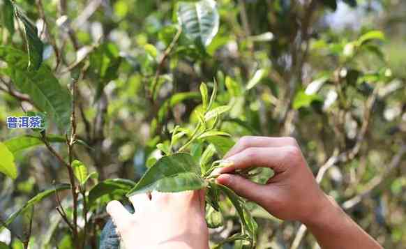 兴海茶老班章2020年，兴海茶业：揭秘2020年老班章普洱茶的特别魅力