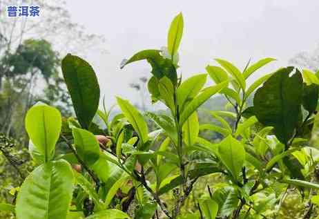 滑竹梁子古树普洱茶特点，探秘古树普洱茶的韵味：滑竹梁子的特点与魅力