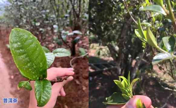 曼松小叶种普洱茶：优势与劣势全面解析