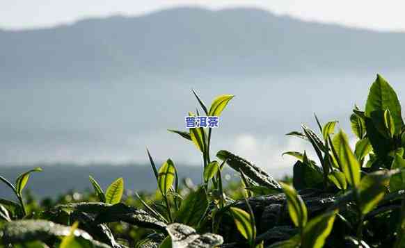 腾冲普洱茶怎么样，探秘云南腾冲：品味特别口感的普洱茶