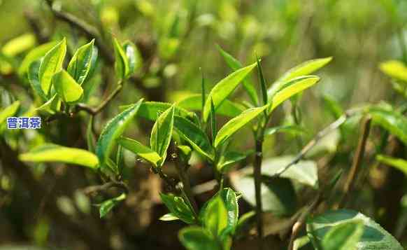 腾冲普洱茶怎么样，探秘云南腾冲：品味特别口感的普洱茶