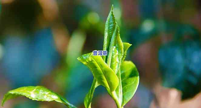 普洱为何失去了原有的茶香？探究其起因