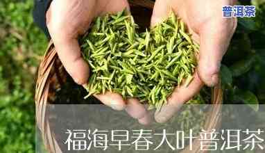 福海早春大叶普洱茶价格-福海早春大叶普洱茶价格表