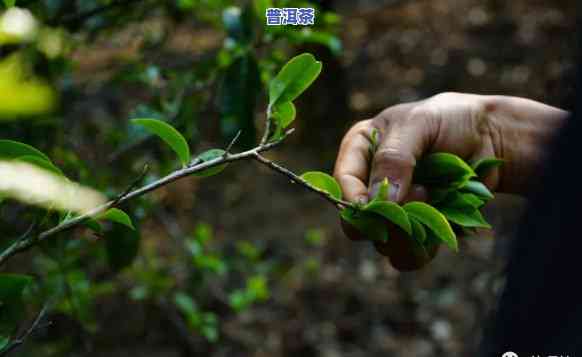 老班章开采，深度揭秘：探秘老班章茶的开采过程