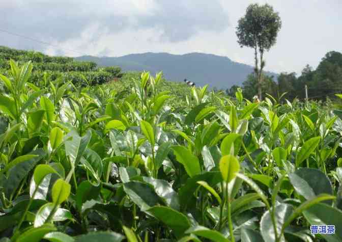 普洱七大茶山都是哪里的，探寻普洱茶的源头：揭秘七大茶山的地理位置