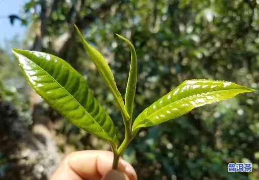 龙岩普洱茶哪里有好喝的地方？推荐几个口感不错的品鉴点