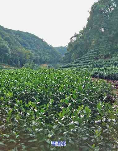 龙岩普洱茶哪里有好喝的地方？推荐几个口感不错的品鉴点