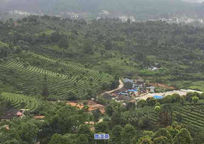 普洱茶标杆茶，探索普洱茶的巅峰之作：普洱茶标杆茶的魅力与价值